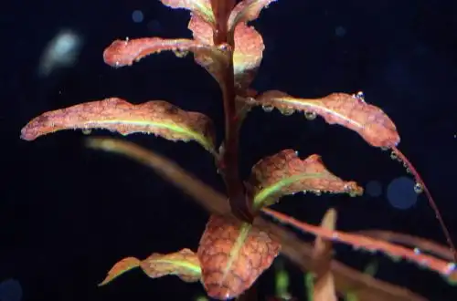 Людвіга сенегальська або Людвіга гвінейська (Ludwigia senegalensis)