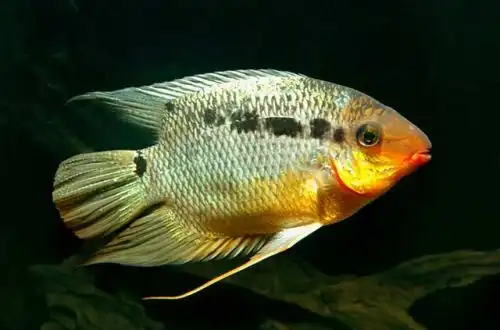 Мезонаута незвичайна (Mesonauta insignis)