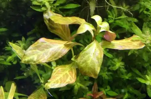 Людвіга помаранчева (Ludwigia sp. Atlantis)