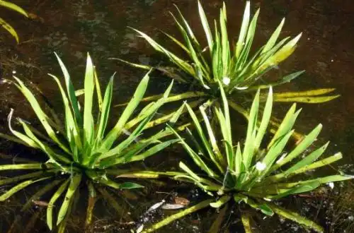 Телоріз (Stratiotes aloides)