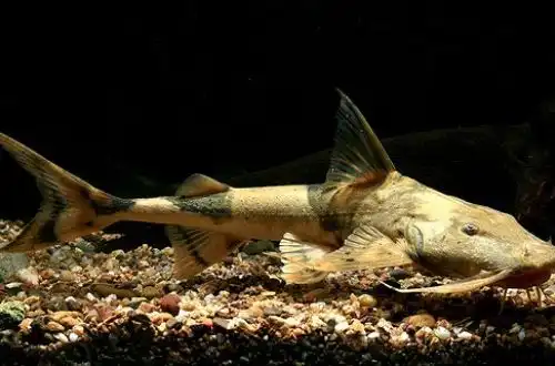 Сом Гунч (Bagarius bagarius)