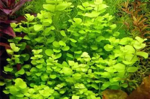 Вербейник жовтий (Lysimachia nummularia «Aurea»)