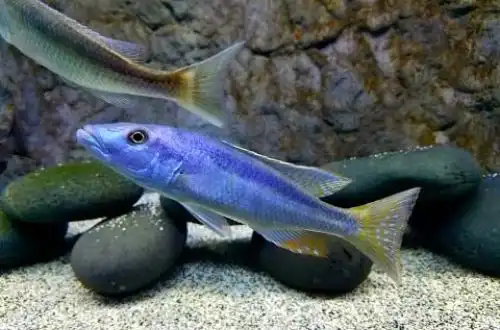 Хампсохроміс (Champsochromis caeruleus)