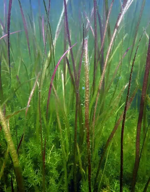 Валіснерія американська (Vallisneria americana)