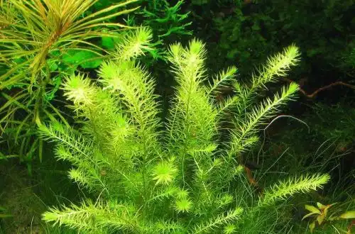 Майака річкова (Mayaca fluviatilis)