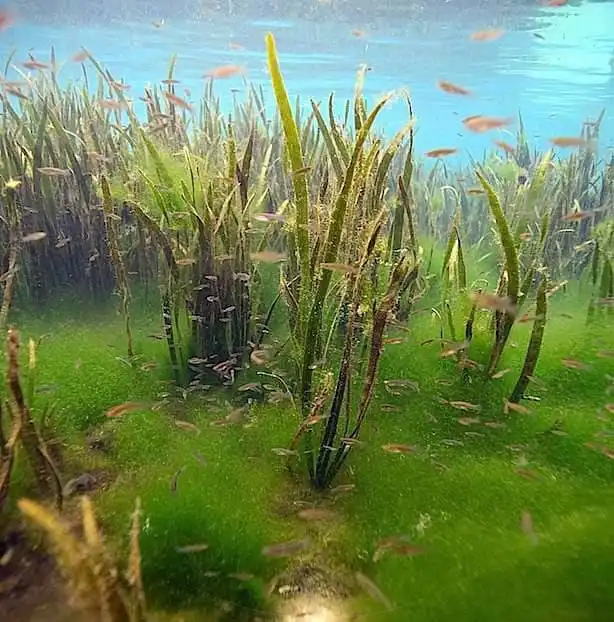 Валіснерія неотропічна (Vallisneria neotropicalis)