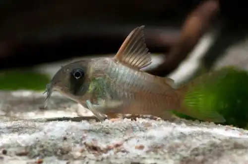 Коридорас конколор або Корі одноколірний (Corydoras concolor)