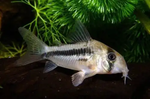 Коридорас Аксельрода або Рожевий Корі (Corydoras axelrodi)