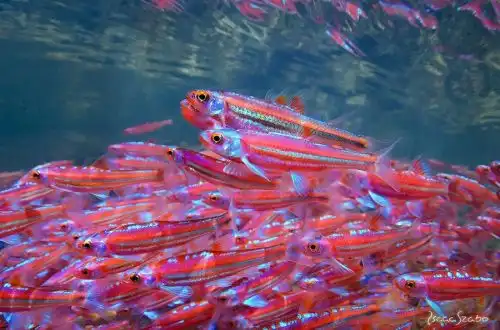 Рибка «Райдужне сяйво» або Нотропис райдужний (Notropis chrosomus)