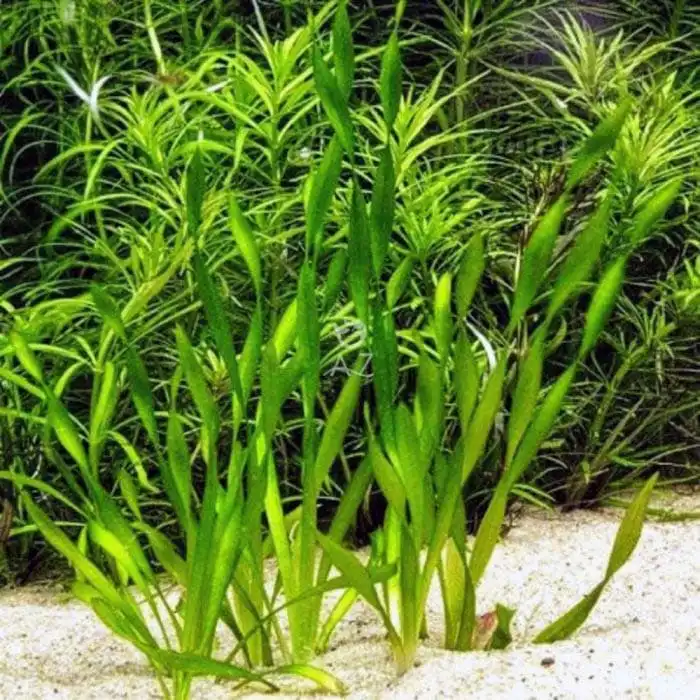 Валіснерія "Міні-твістер" (Vallisneria sp. "Mini Twister")