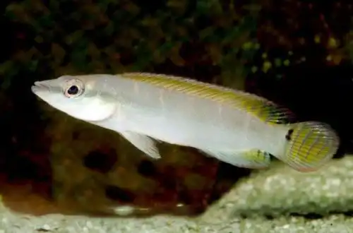 Креніцихла (Crenicichla compressiceps)