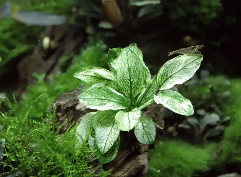 Анубіас пінто (Anubias barteri var. Nana сорт «Pinto»)