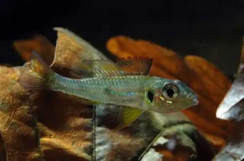 Ціхліда Біотекус (Biotoecus opercularis)