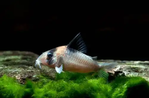 Коридорас Берджесса або сомік Корі Берджесса (Corydoras burgessi)