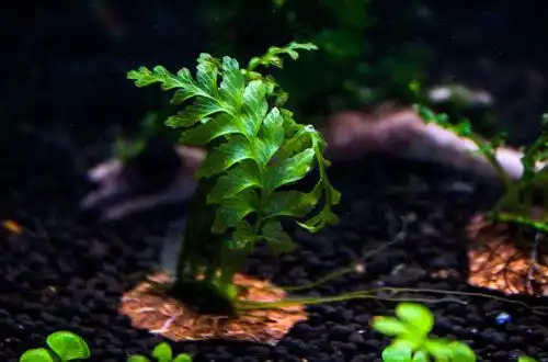 Болбітіс гетерокліту "Куспідата" (Bolbitis heteroclita "cuspidata")