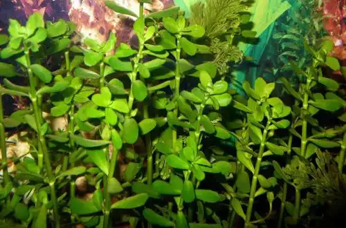 Бакопа мадагаскарська (Bacopa madagascarensis)