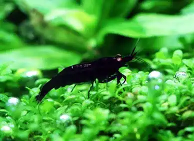 Чорна тигрова креветка (Caridina cantonensis "Black Tiger")