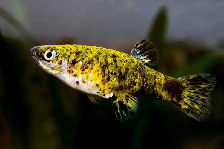 Гірардинус (Phalloceros