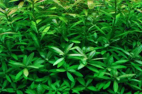 Гігрофіл багатонасінний (Hygrophila polysperma)