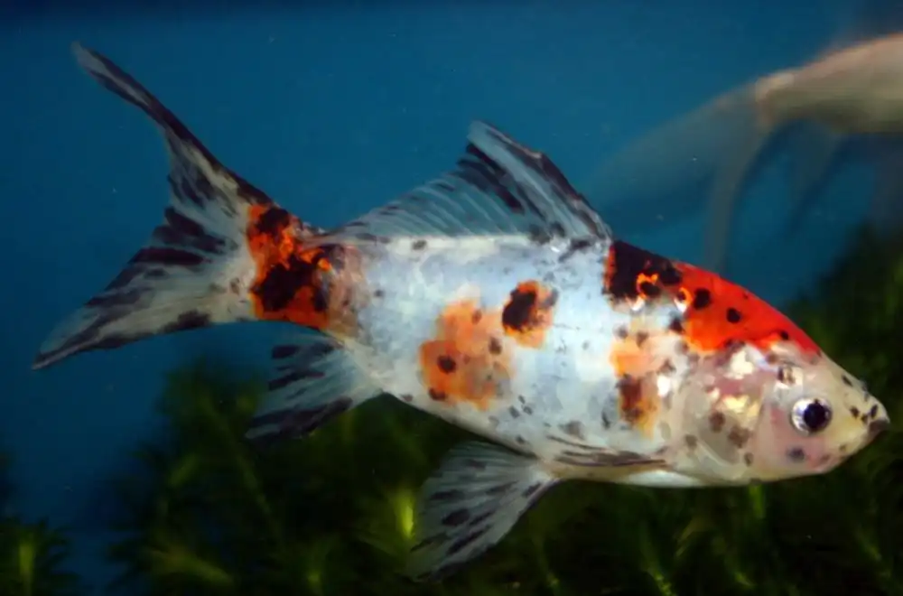 Золота рибка - Шубункін (Shubunkin Goldfish)