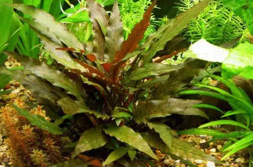Хворобна Криптокрину (Cryptocoryne undulata)