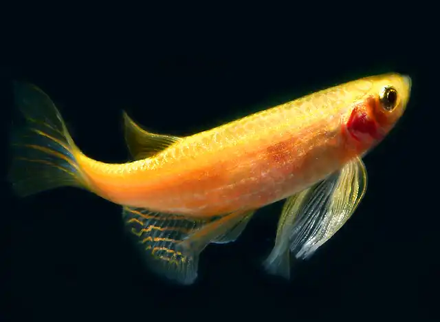 Золотий Даніо (Danio rerio)