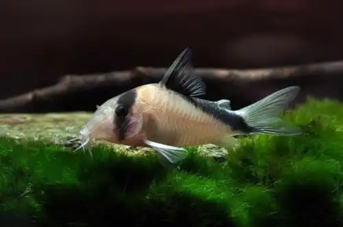 Корідорас Сендса або сомік Корі Сендса (Corydoras davidsandsi)