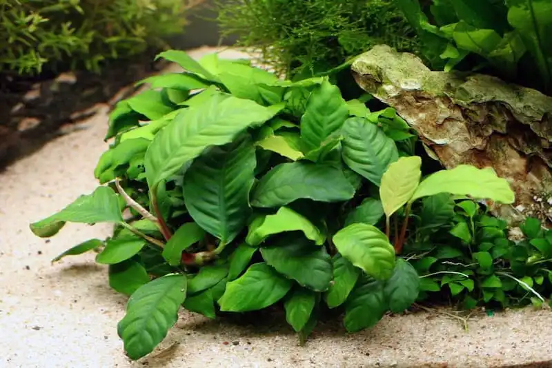 Анубіас Бартер (Anubias barteri var. barteri)