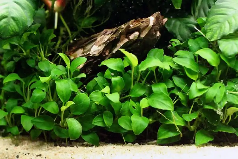 Анубіас Нана або Карликовий (Anubias barteri var. Nana)