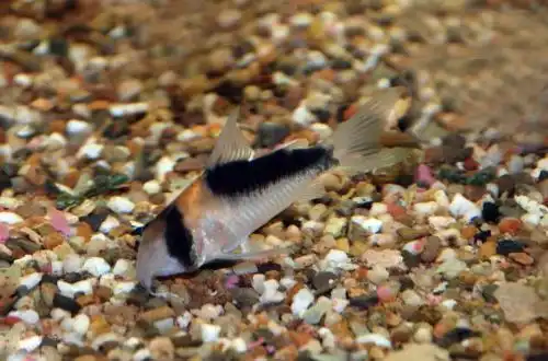 Коридорас дуплікареус (Corydoras duplicareus)