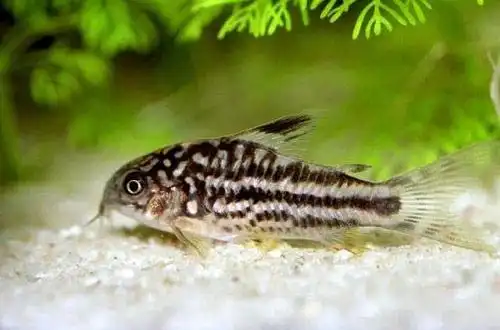 Коридорас елегантний (Corydoras elegans)