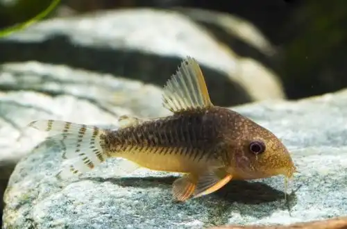 Корідорас Госса або Корі Госса (Corydoras gossei)