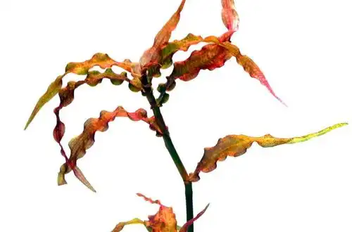 Мурданія червона (Murdannia sp. «Red»)