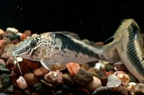 Коридорас Фаулер або Корі Фаулер (Corydoras fowleri)