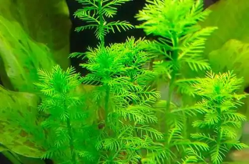 Перистолистник Санта-Катаріна (Myriophyllum aquaticum var. Santacatarinense)