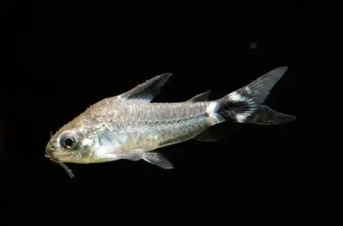 Коридорас карликовий або Сомік горобець (Corydoras hastatus)