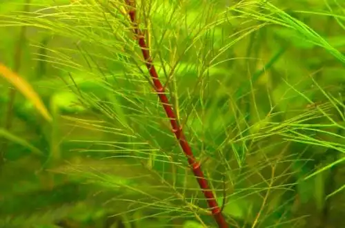 Перистолист червоностебельний (Myriophyllum cf. aquaticum «Red Stem»)