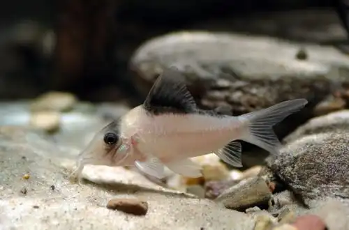 Коридорас імітатор або сомік Корі-імітатор (Corydoras imitator)