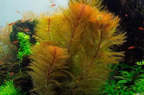 Перистолистник рорайму (Myriophyllum cf. aquaticum "Roraima")