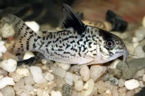 Коридорас чорно-білий або сомік Корі чорно-білий (Corydoras leucomelas)