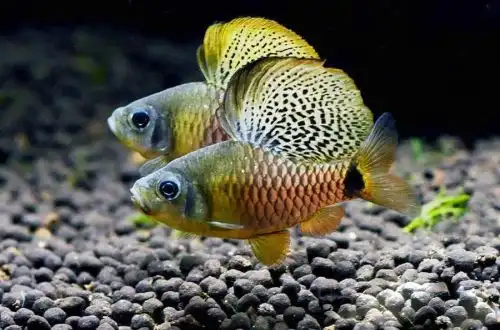 Барбус Ореїхтіс (Oreichthys crenuchoides)