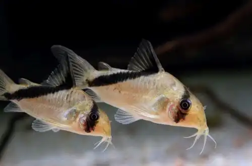 Коридорас Меліна (Corydoras melini)