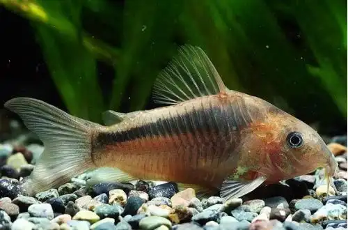 Коридорас зигатус або сомік Корі зигатус (Corydoras zygatus)