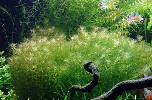 Перисталіст мадагаскарський (Myriophyllum mezianum)