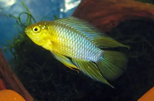Апістограма Борелла (Apistogramma borellii)
