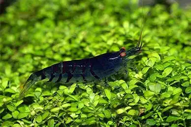 Блакитна тигрова креветка (Caridina cantonensis "Blue Tiger")
