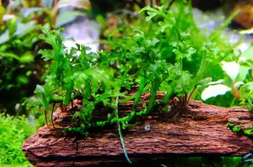 Болбітіс карликовий або Міні-болбітіс (Bolbitis heteroclita «difformis»)