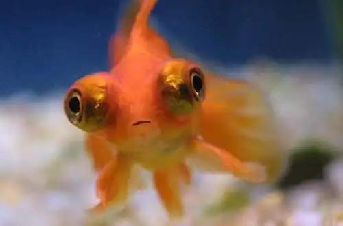 Золота рибка - Телескоп (Telescope Goldfish)