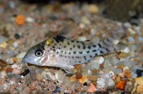 Корідорас Амбіяка або сомік Корі Амбіяка (Corydoras ambiacus)
