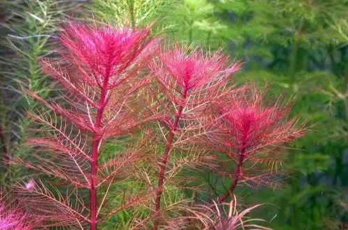 Перистолист червоний (Myriophyllum tuberculatum)